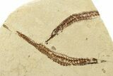 Plate of Fossil Pipefish (Syngnathus & Hipposyngnathus) #275040-1
